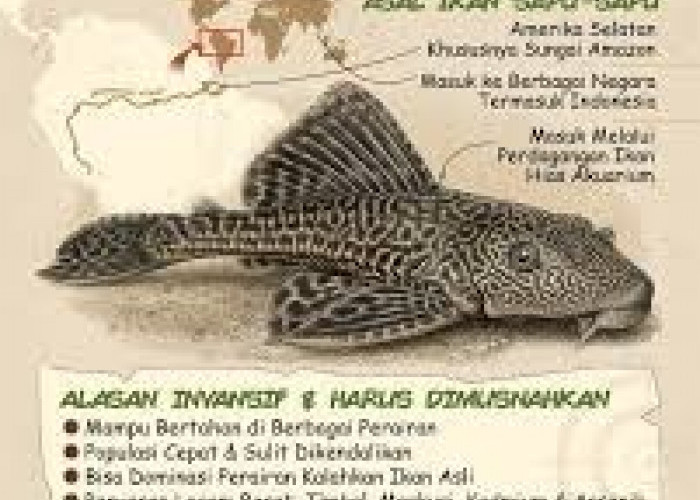 Ikan Sapu-Sapu Jadi Hama Perairan: Ancaman bagi Ekosistem dan Perikanan Lokal