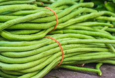 Manfaat Kacang Panjang untuk Kesehatan