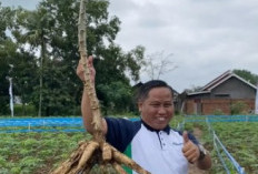 Gagal ke Senayan, Narji Pilih Jadi Petani tanpa Tinggalkan Dunia Komedi