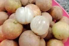 Manfaat Buah Rambaian, Rahasia Lancarnya Pencernaan dan Kesehatan Tubuh