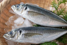 Manfaat Ikan Kembung untuk MPASI, Kaya Gizi, Bantu Tumbuh Kembang Bayi