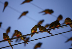 Invasi Ribuan Burung Parrot Mengganggu Kehidupan Warga Hilario Ascasubi, Argentina