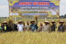 Peringkat 9 Nasional, Produksi Padi OKU Timur Capai 716.876 Ton GKG