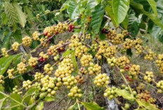 Harga Kopi OKU Selatan Stabil di Musim Panen, Petani Bernapas Lega