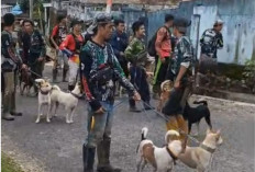 Hama Babi Hutan Mengganas, Warga Turun Gunung Berburu Massal