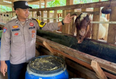 Turun Langsung Dampingi Peternak, Dukung Ketahanan Pangan Desa
