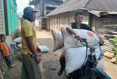 Harga Kopi Mulai Naik, Petani Justru Cemas