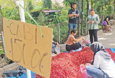 Barang Melimpah, Harga Cabai Merah Anjlok