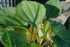 Segudang Manfaat Daun Sendok bagi Tubuh