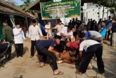 Kurban Spesial dari Presiden: Sapi Jumbo Bikin Panitia di OKU Kewalahan