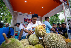 Kelompok Petani Durian di Pekalongan Makin Berkembang Berkat Pemberdayaan BRI