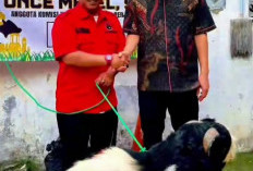 Once Mekel Salurkan 2 Sapi dan 25 Kambing Kurban untuk Warga Jakarta