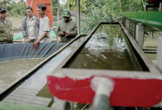 Solusi Atasi Limbah Budidaya Ikan di Sungai Gerong