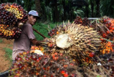 Harga Sawit di Sumsel Nyaris Rp4 Ribu per Kilogram