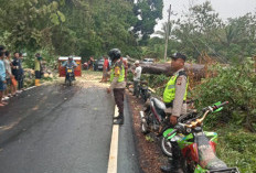 Pohon Tumbang di Simpang Martapura, Lalu Lintas Sempat Tersendat