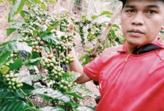 Harga kopi anjlok jelang Lebaran, petani Buay Pemaca terhimpit kebutuhan. (Foto; HOS) ///