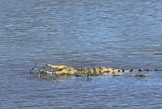 Geger! Buaya Berjemur di Bendung Perjaya Jadi Tontonan Warga