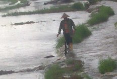 Diterjang Banjir, Puluhan Hektar Sawah Terancam Gagal Panen