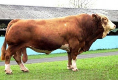 WOW! OKI Dapat Bantuan Sapi Kurban Raksasa dari Presiden Prabowo Subianto