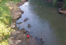 Mabuk Diduga Diracun, Warga Ramai-Ramai Menangkap Ikan
