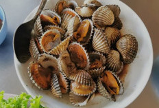 Jangan Remehkan Kerang! Ini Manfaat Sehat yang Tersembunyi di Dalamnya