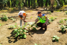 Polsek Simpang Ajak Warga Tanam Sayur di Pekarangan Dukung Ketahanan Pangan