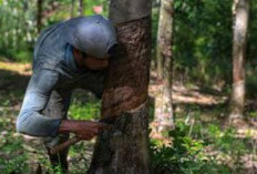 Sejak Sepekan Harga Karet Mulai Turun 