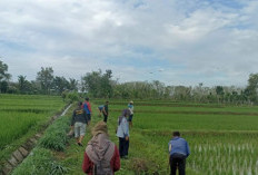 Atasi Dampak Perubahan Iklim, Normalisasi Saluran Irigasi 