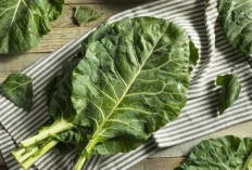 Manfaat Luar Biasa Daun Kale untuk Kesehatan Tubuh