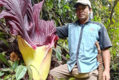 Temukan Bunga Bangkai di Tepi Kebun Warga