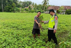 Dukung Program Asta Cita, Lakukan Monitoring Budidaya Kacang Tanah