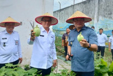 Panen Terong, Pemberdayaan WBP dalam Mendukung Ketahanan Pangan