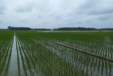 Luas Lahan Sawah di Sumsel Meningkat 48 Ribu Hektare