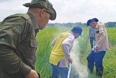 4 Cara Kendalikan Tikus Sawah