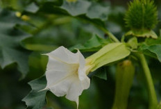 Mengenal Daun Kecubung, Herbal dengan Segudang Manfaat