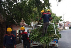 Pangkas Pohon Demi Keandalan Listrik Musim Hujan