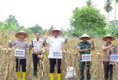 Lakukan Panen Raya Jagung, Dukung Ketahanan Pangan Nasional