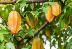Belimbing, Buah Segar dengan Segudang Manfaat Kesehatan
