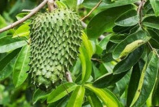 Menggali Potensi Daun Sirsak untuk Menghambat Kanker