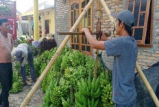 Harga Anjlok, Petani Pisang Lesu