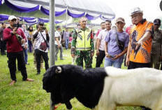 Gelar Kontes Kambing, Sarana Edukasi dan Motivasi Beternak 