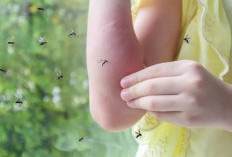 5 Cara Efektif Cegah Gigitan Nyamuk di Musim Hujan, Nomor 3 Wajib Dicoba!