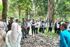 Pohon Duku Diserang Penyakit Merangas 