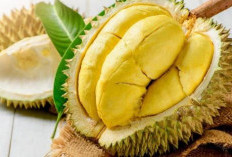 Manfaat dan Efek Samping Durian untuk Kesehatan