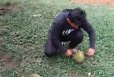 Musim Durian Tiba Petani Siap Panen