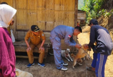 Cegah Penyebaran Rabies, Bakal Lakukan Vaksinasi