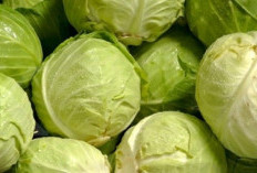 7 Khasiat Sehat Sayur Kol Yang Bukan Sekadar Pelengkap Makanan!
