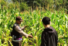 Dampingi Petani Jagung, Dukung Ketahanan Pangan di OKU Selatan