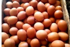 4 Trik Ampuh Membedakan Telur Segar dan Telur Busuk