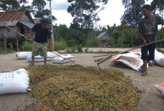 Harga Kopi di OKU Selatan Alami Kenaikan